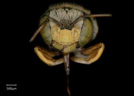   Anthidium paroselae nbsp;female face, photo: Jeni Sidwell 
